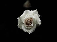春薔薇