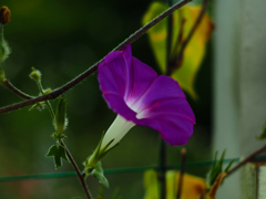 PENTACON50㎜ F1.8 MC