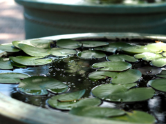 PENTACON50㎜ F1.8 MC