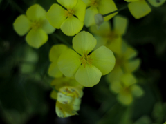 PENTACON50㎜ F1.8 MC