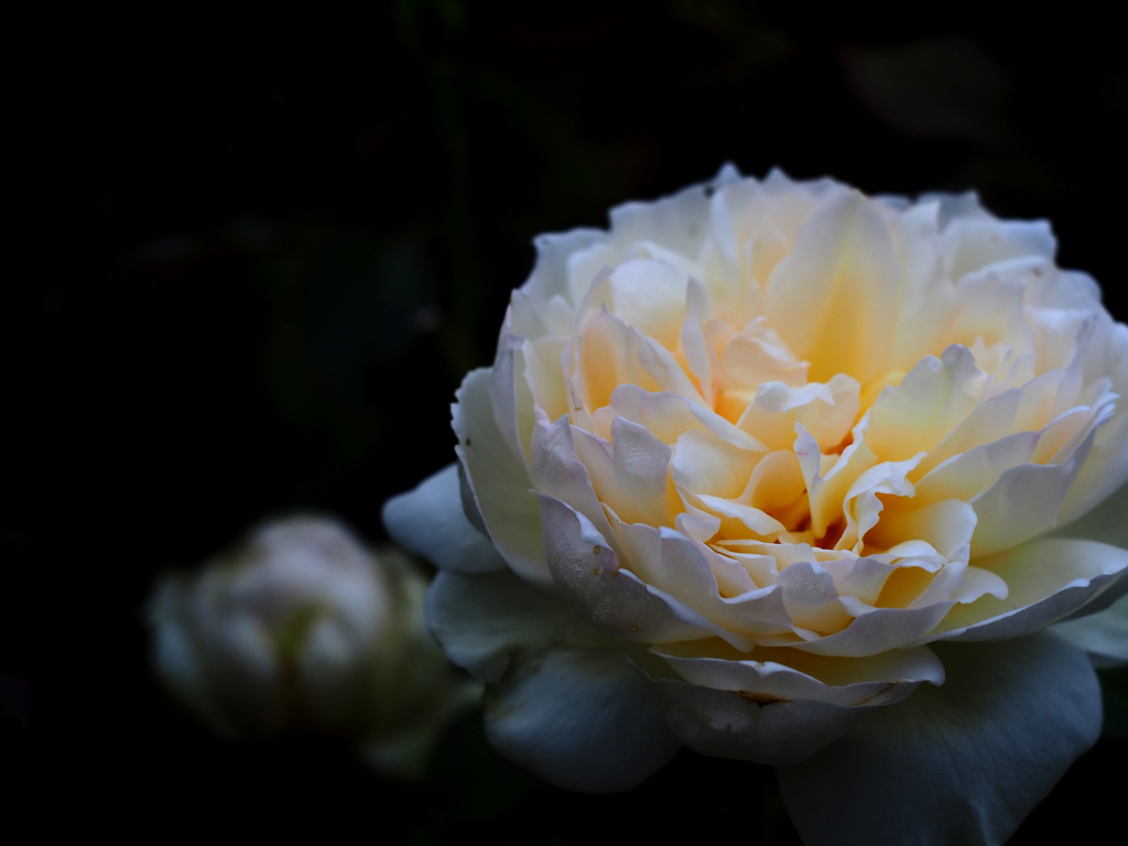PENTACON50㎜ F1.8 MC