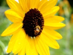向日葵と蜜蜂