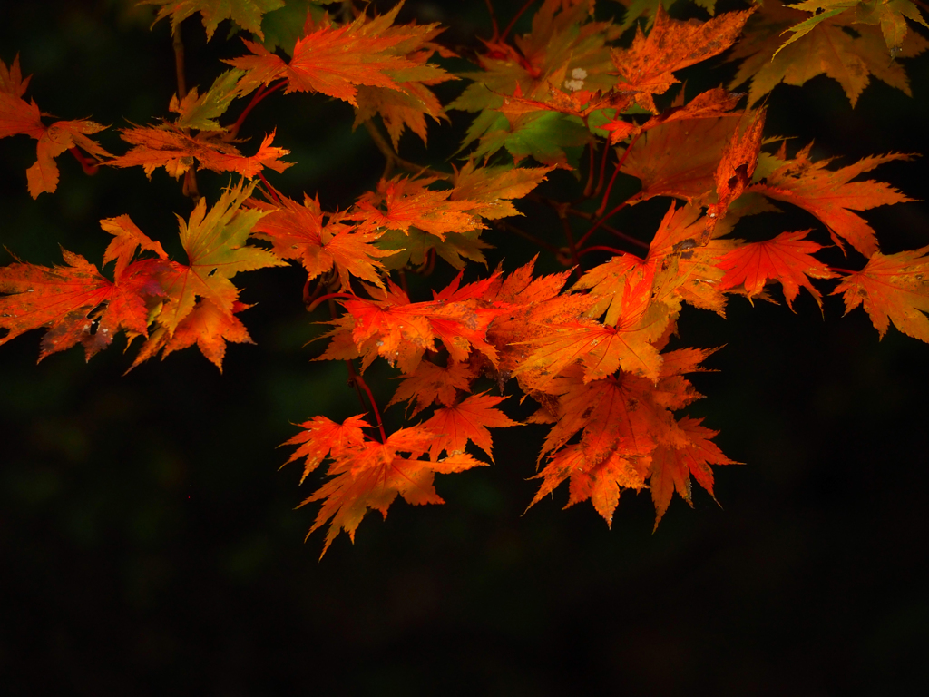 紅葉