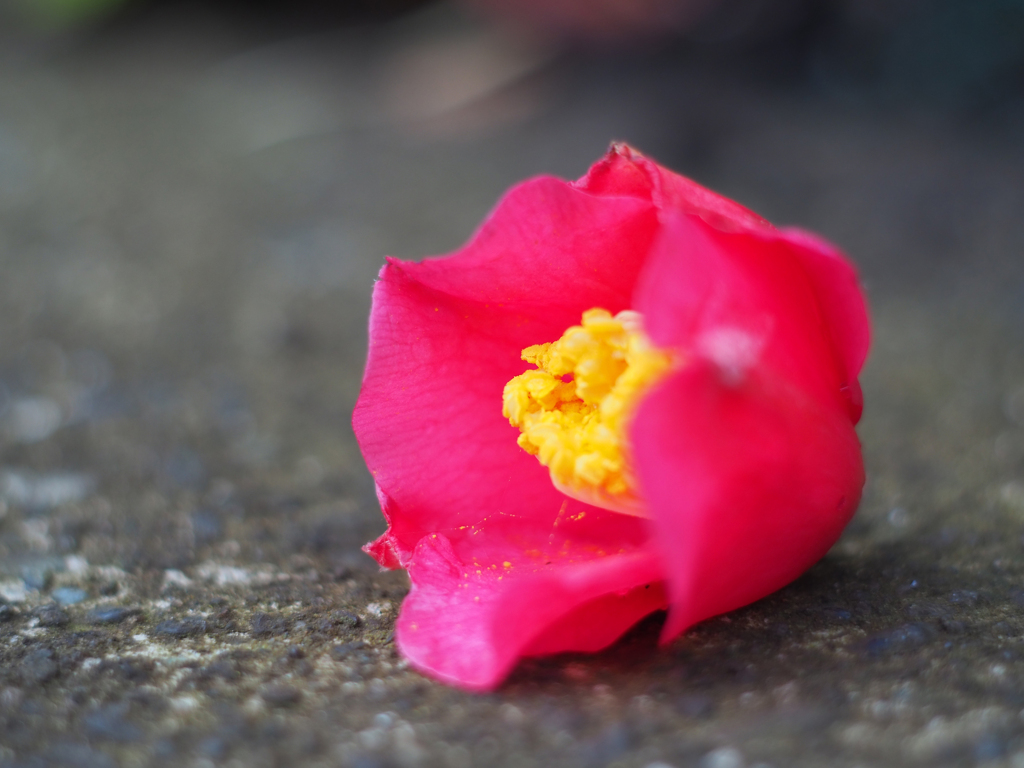 PENTACON50㎜ F1.8 MC