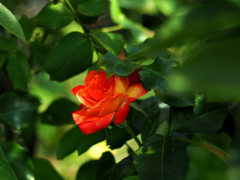 PENTACON50㎜F1.8 MC