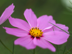 PENTACON50㎜ F1.8 MC