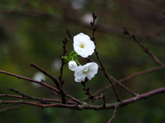 子福桜