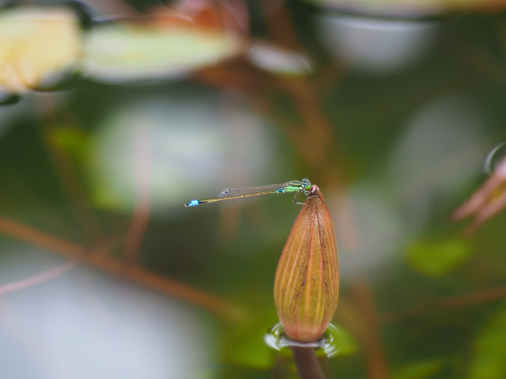 日比谷花壇大船フラワーセンター