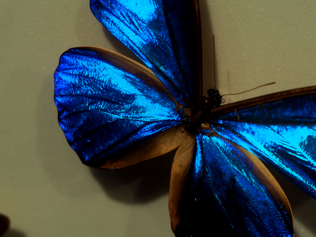 PENTACON50㎜ F1.8 MC