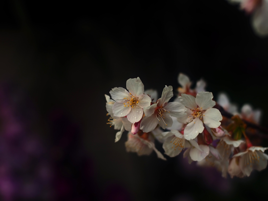 寒桜