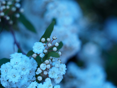 PENTACON50㎜ F1.8 MC