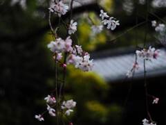 PENTACON50㎜ F1.8 MC