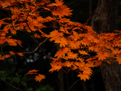 紅葉