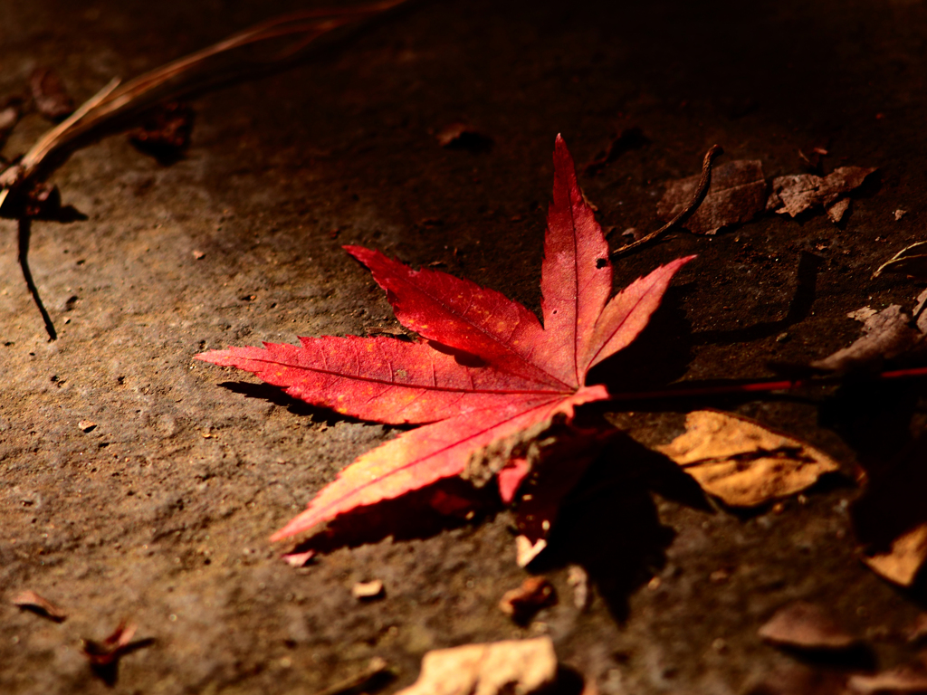 Sonnar135㎜ F4 エキザクタマウント