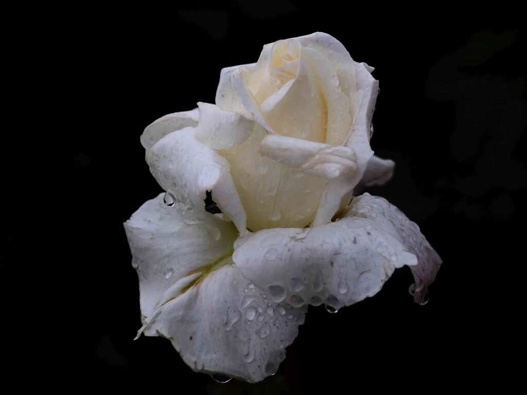 春薔薇