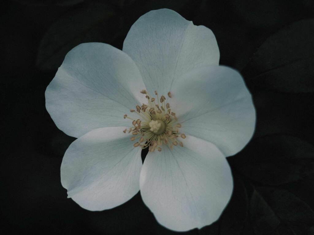 PENTACON50㎜ F1.8 MC