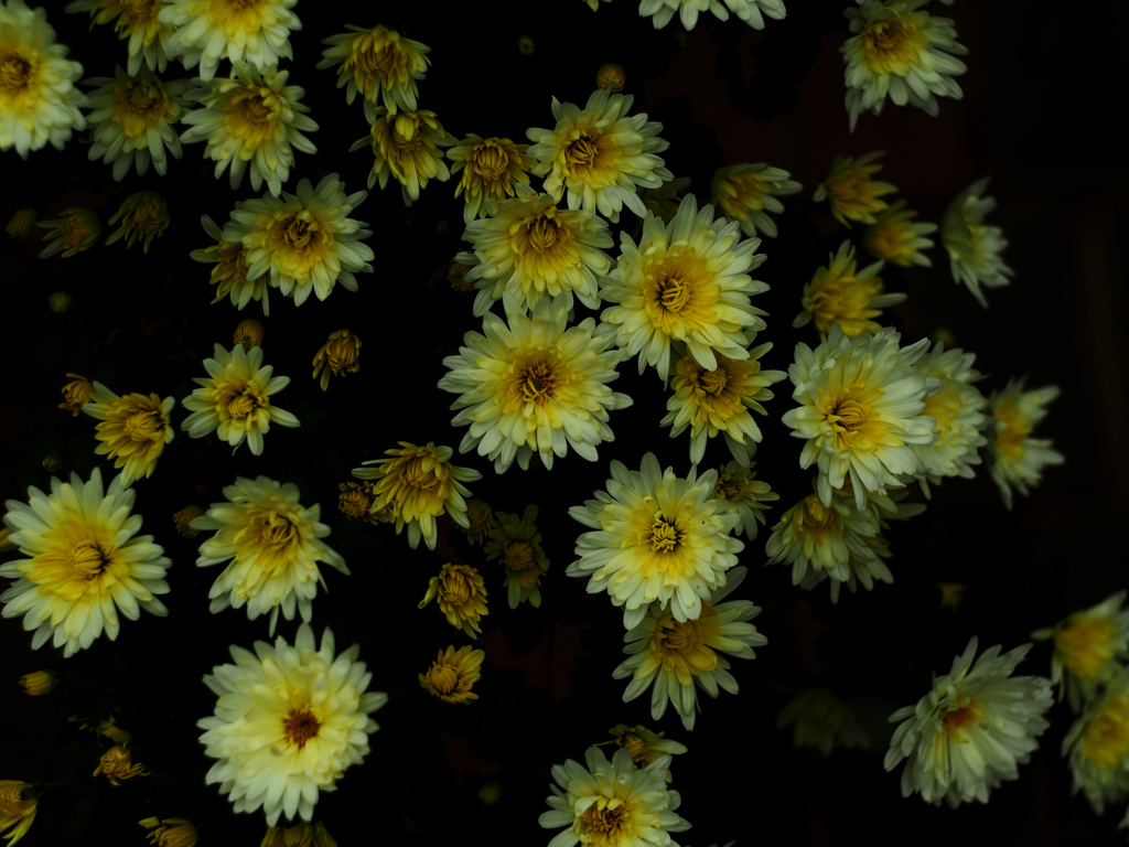 PENTACON50㎜ F1.8 MC