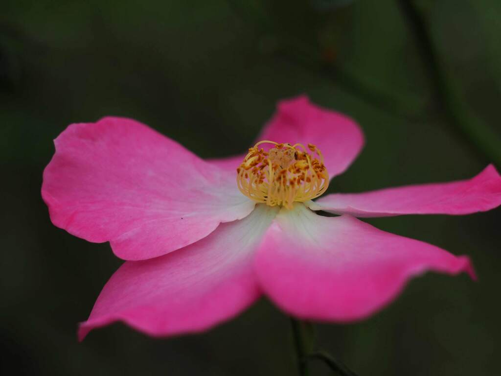 PENTACON50㎜ F1.8 MC