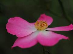 PENTACON50㎜ F1.8 MC