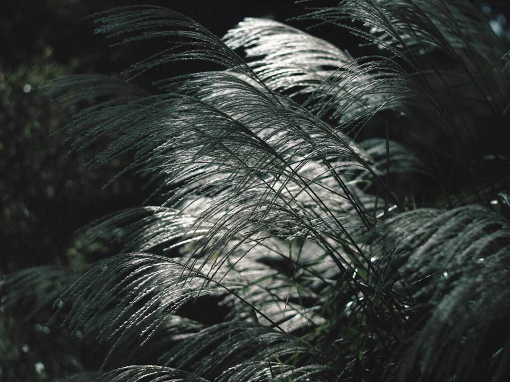 PENTACON50㎜ F1.8 MC