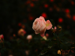 冬薔薇