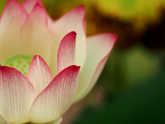 PENTACON50㎜ F1.8 MC