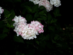 紫陽花