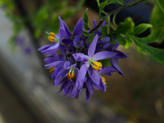 日比谷花壇大船フラワーセンター