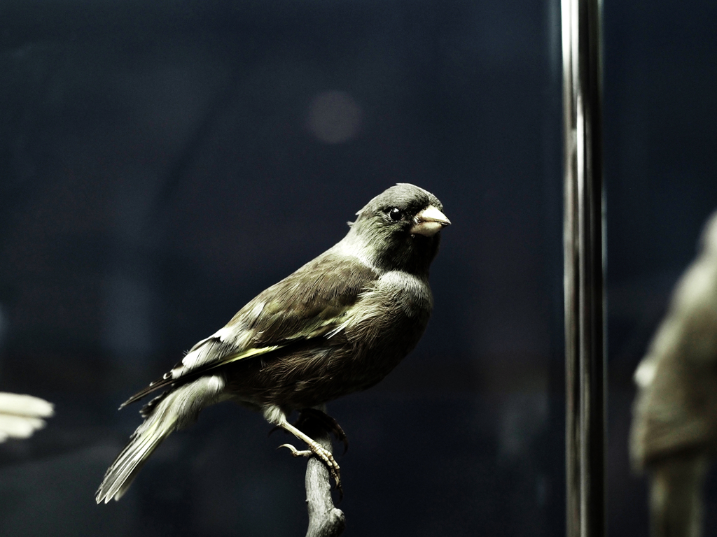 PENTACON50㎜ F1.8 MC