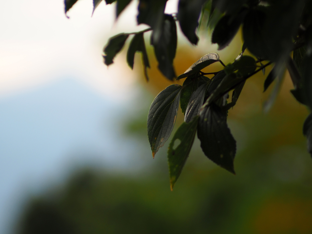 PENTACON 135㎜ F2.8