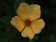 PENTACON50㎜ F1.8 MC