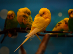 セキセイインコ