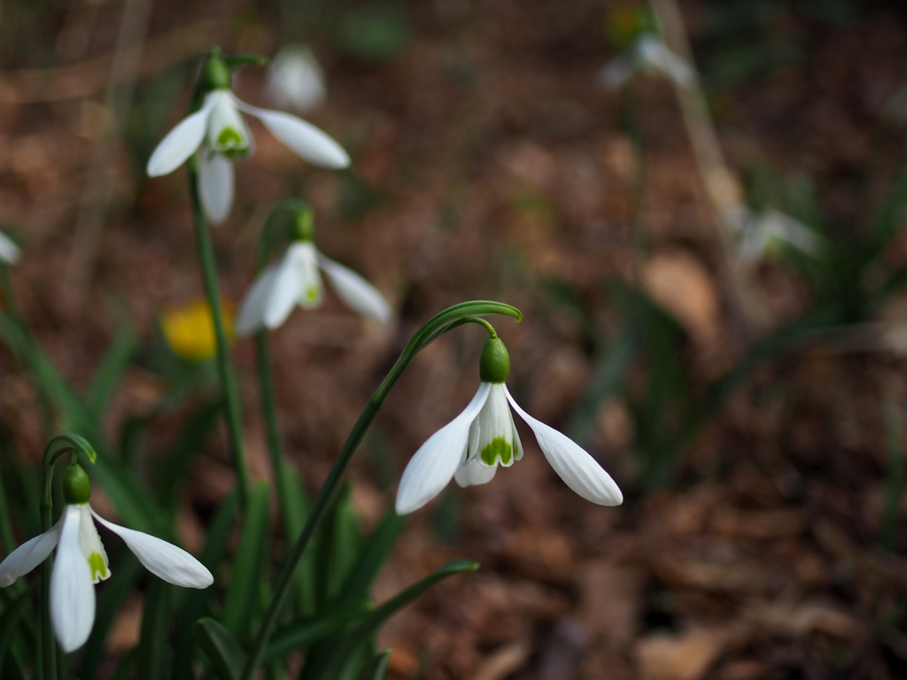 日比谷花壇大船フラワーセンター