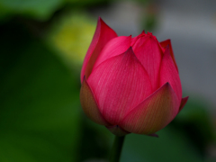 PENTACON50㎜ F1.8 MC