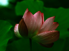 PENTACON50㎜ F1.8 MC