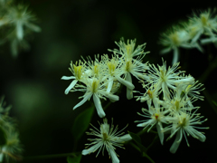 PENTACON50㎜ F1.8 MC