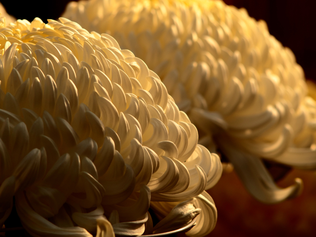 Sonnar135㎜ F4 エキザクタマウント