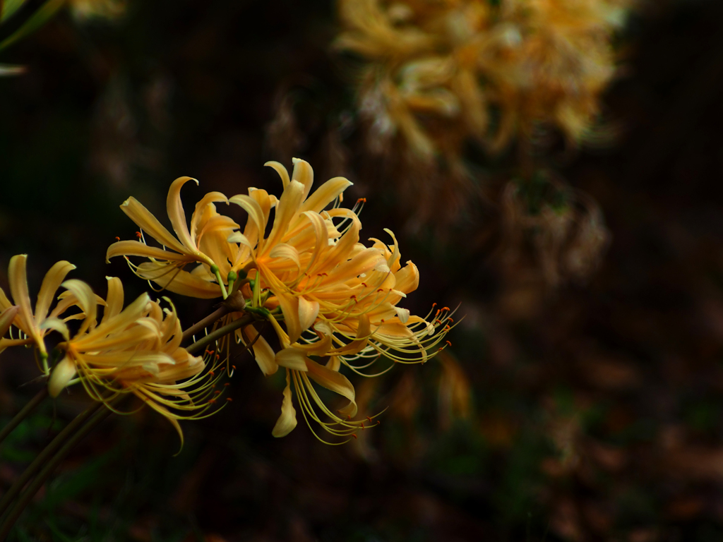 PENTACON135㎜ F2.8