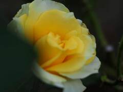 PENTACON50㎜ F1.8 MC