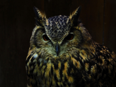 owl