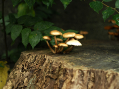 PENTACON50㎜ F1.8 MC