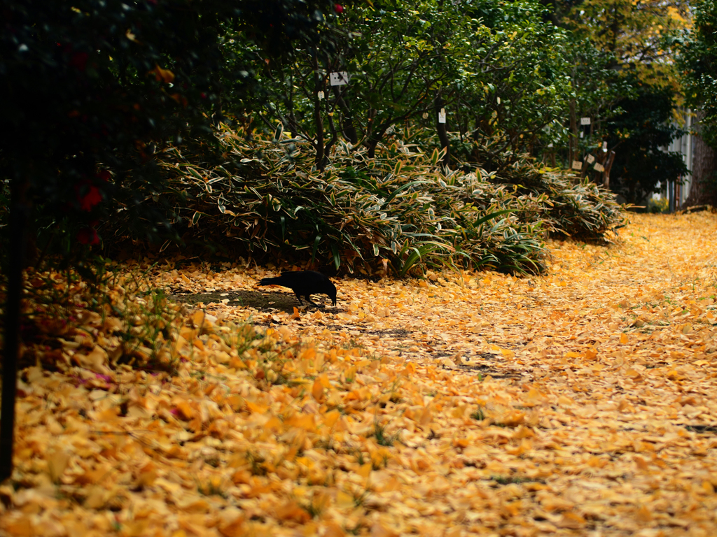 落ち葉と烏