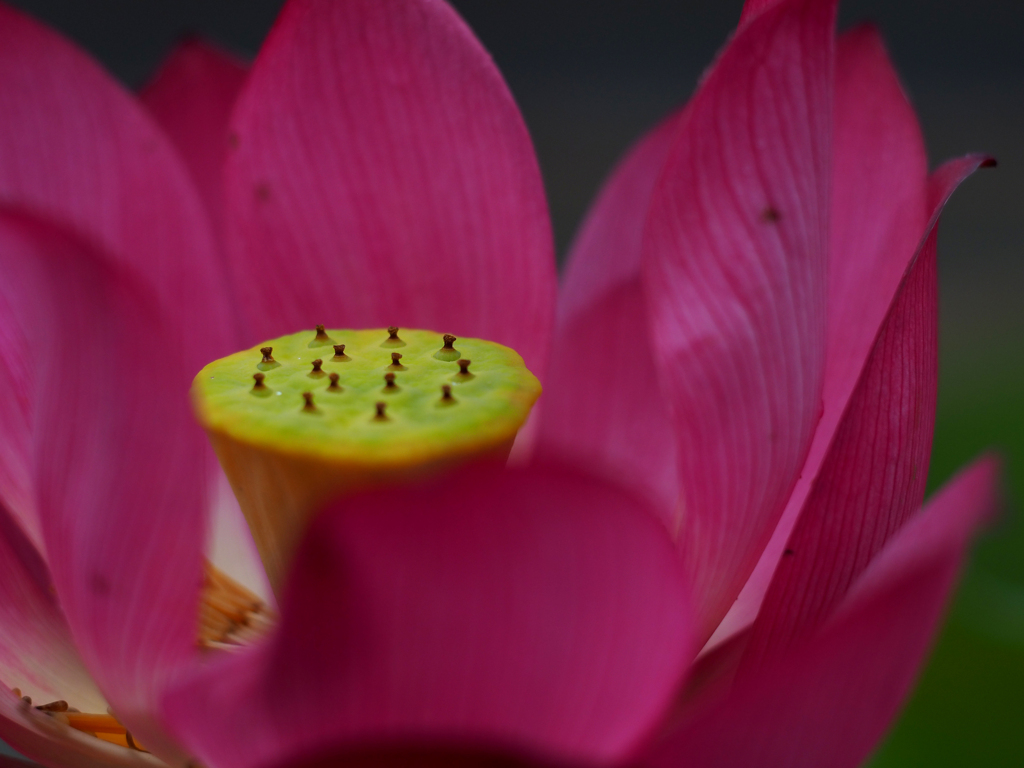 PENTACON50㎜ F1.8 MC