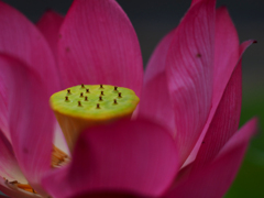 PENTACON50㎜ F1.8 MC