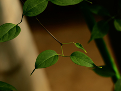 Sonnar135㎜ F4 エキザクタマウント