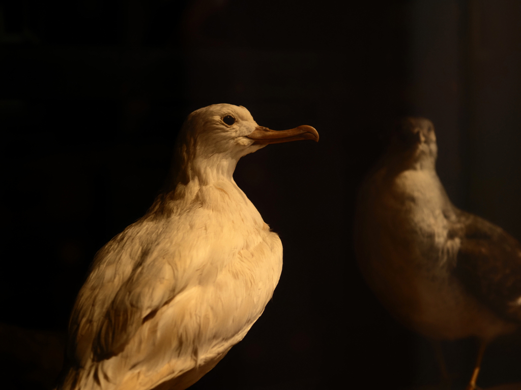 鳥の剥製 by exa1b （ID：13558409） - 写真共有サイト:PHOTOHITO