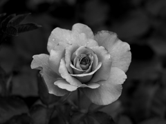 日比谷花壇大船フラワーセンター