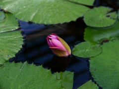 日比谷花壇大船フラワーセンター
