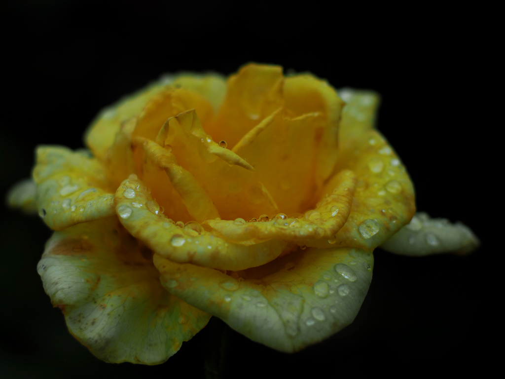 PENTACON50㎜ F1.8 MC