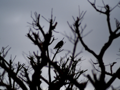 日比谷花壇大船フラワーセンター